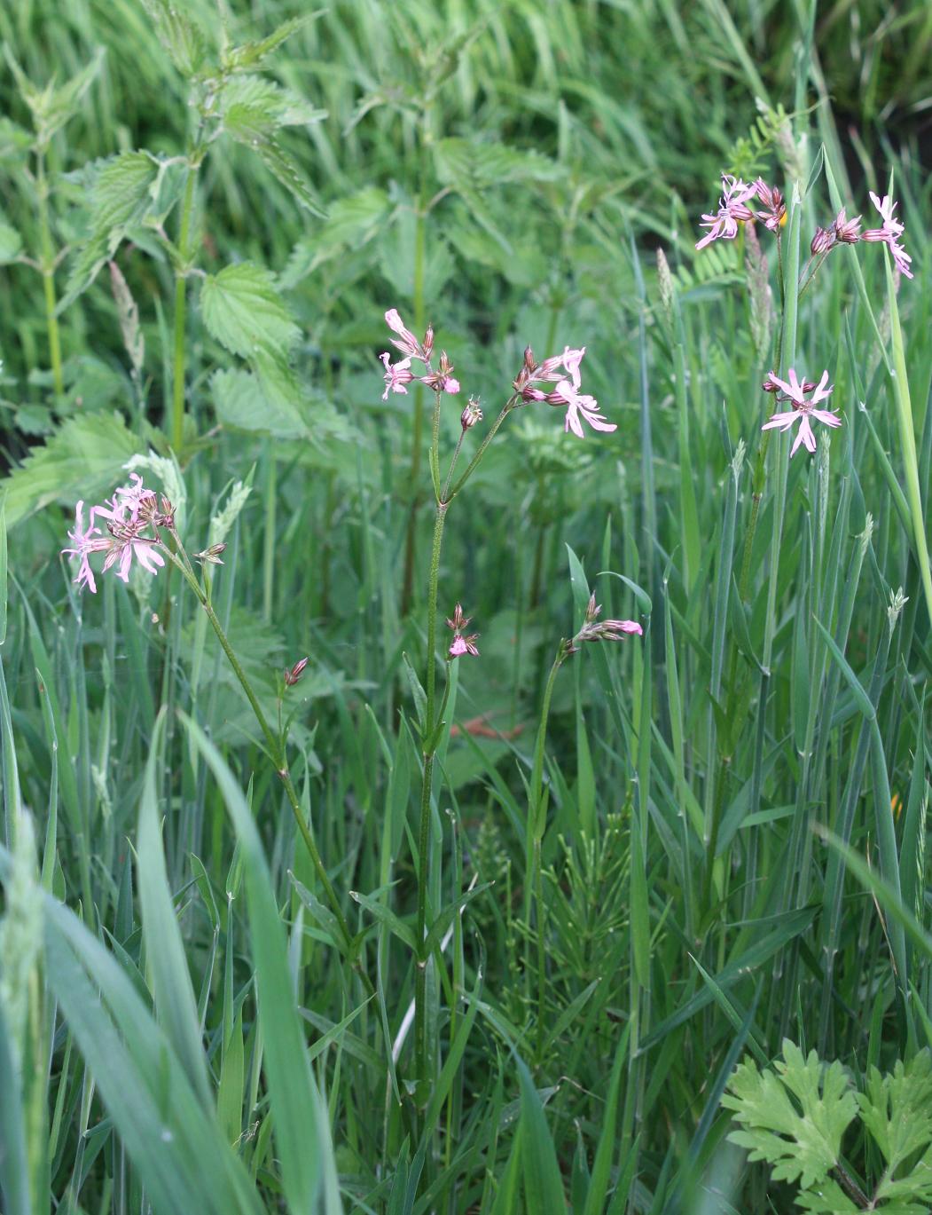 Lychnis Flos Cuculi
